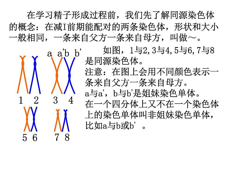 高中人教版生物必修2教学课件：2.1 减数分裂和受精作用1第5页