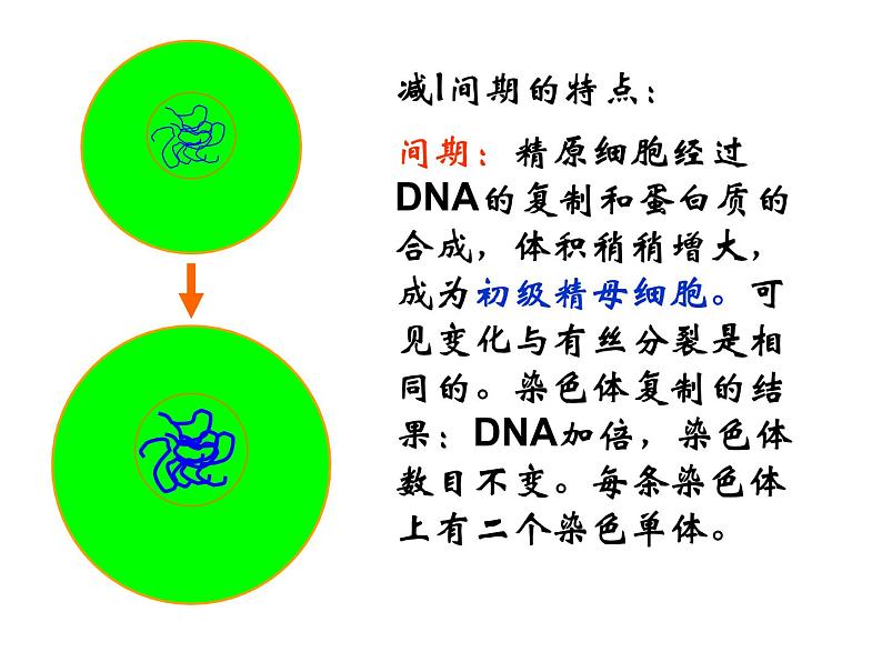 高中人教版生物必修2教学课件：2.1 减数分裂和受精作用1第7页