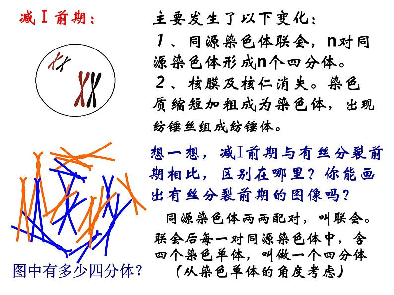 高中人教版生物必修2教学课件：2.1 减数分裂和受精作用1第8页