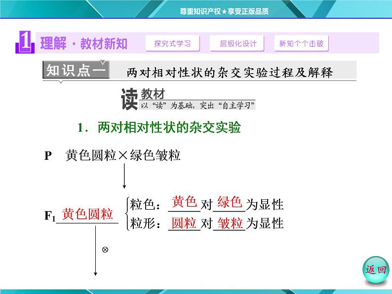 人教版必修2课件 第1章 第2节 孟德尔豌豆杂交试验(二)04