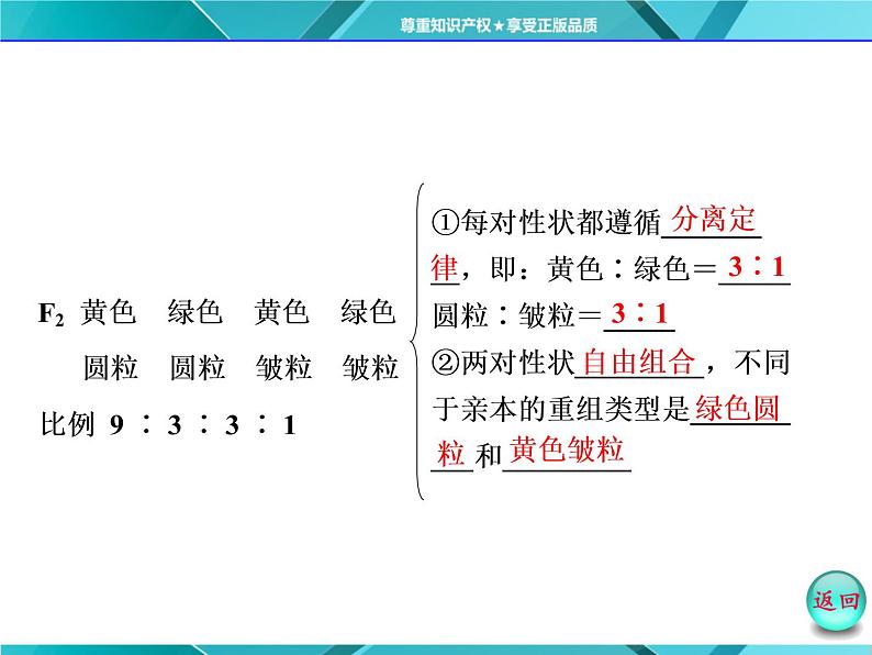 人教版必修2课件 第1章 第2节 孟德尔豌豆杂交试验(二)05