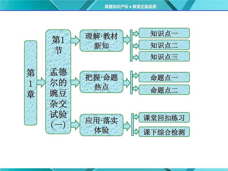 人教版必修2课件 第1章 第1节 孟德尔豌豆杂交试验(一)02