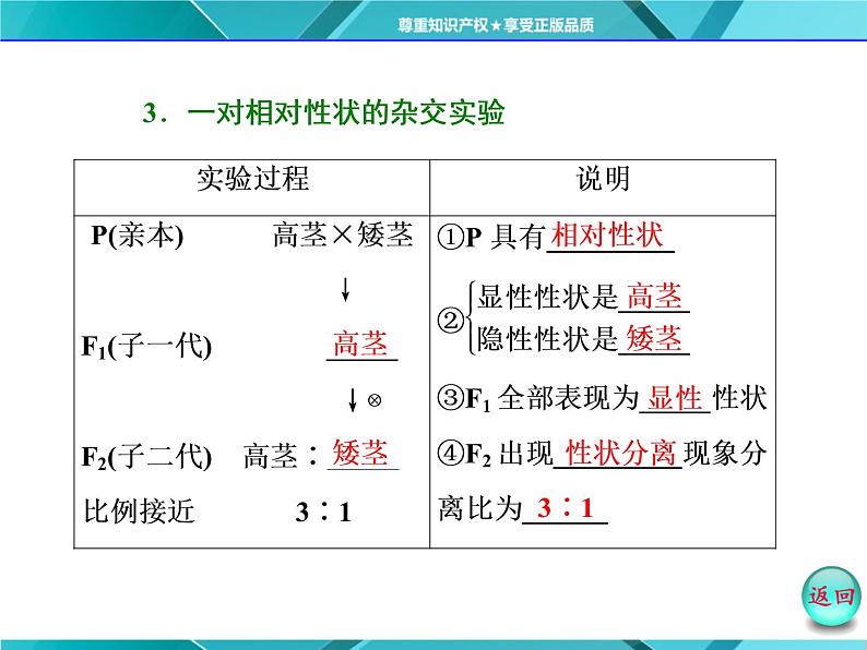 人教版必修2课件 第1章 第1节 孟德尔豌豆杂交试验(一)07