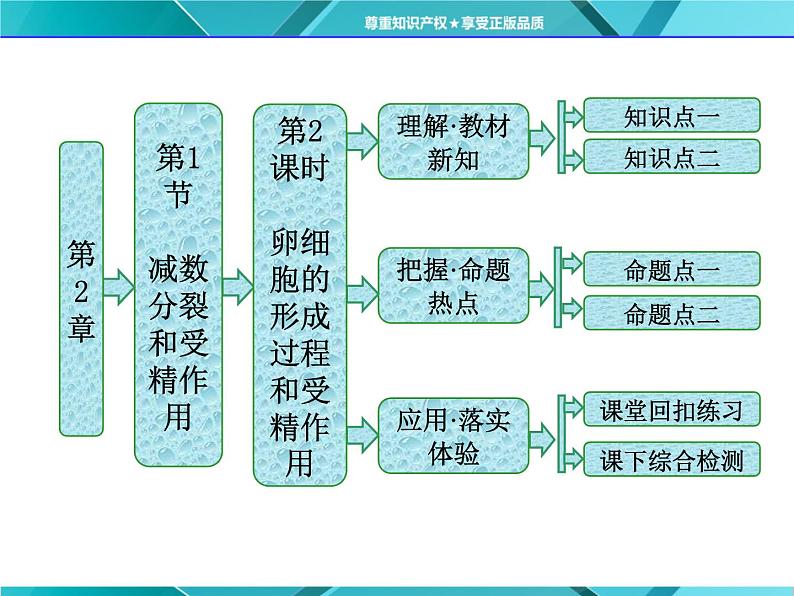 人教版必修2课件 第2章 第1节 第2课时 卵细胞的形成过程和受精作用01