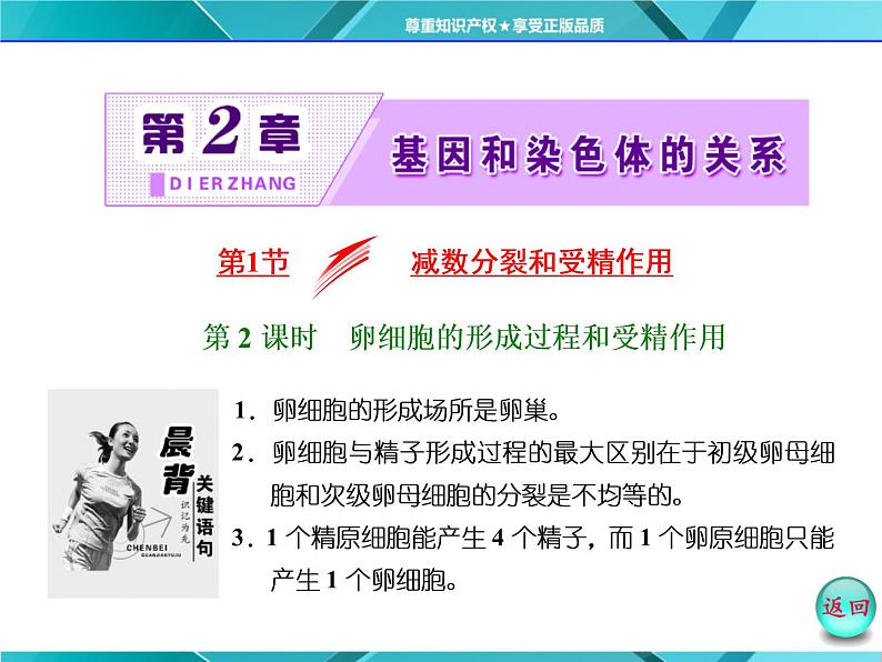 人教版必修2课件 第2章 第1节 第2课时 卵细胞的形成过程和受精作用02