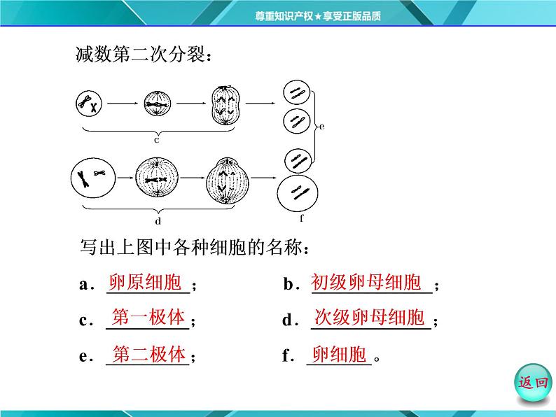 人教版必修2课件 第2章 第1节 第2课时 卵细胞的形成过程和受精作用05