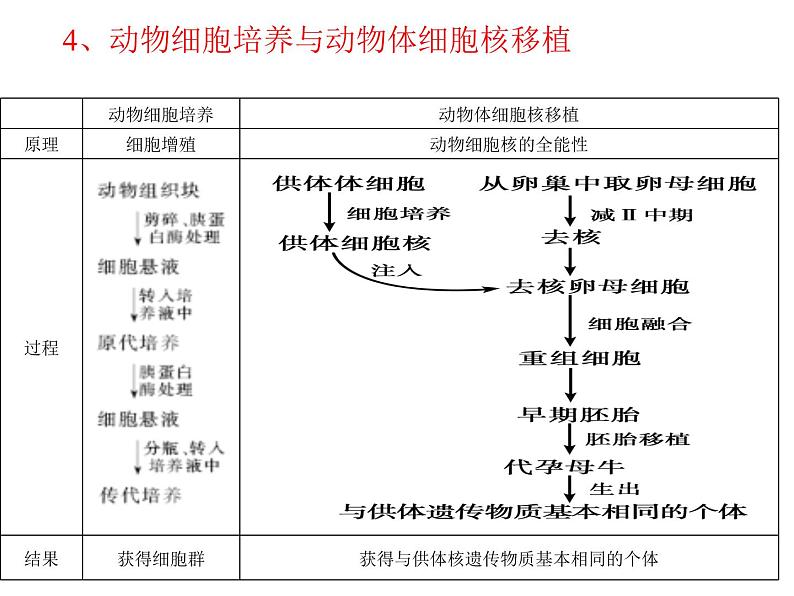 人教版高中生物选修三专题2细胞工程  2.2动物细胞工程（共22张ppt）08