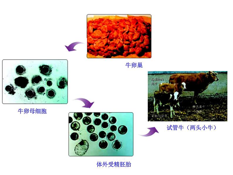 人教版高中生物选修三专题三胚胎工程  3-2 体外受精和早期胚胎培养（共18张ppt）06