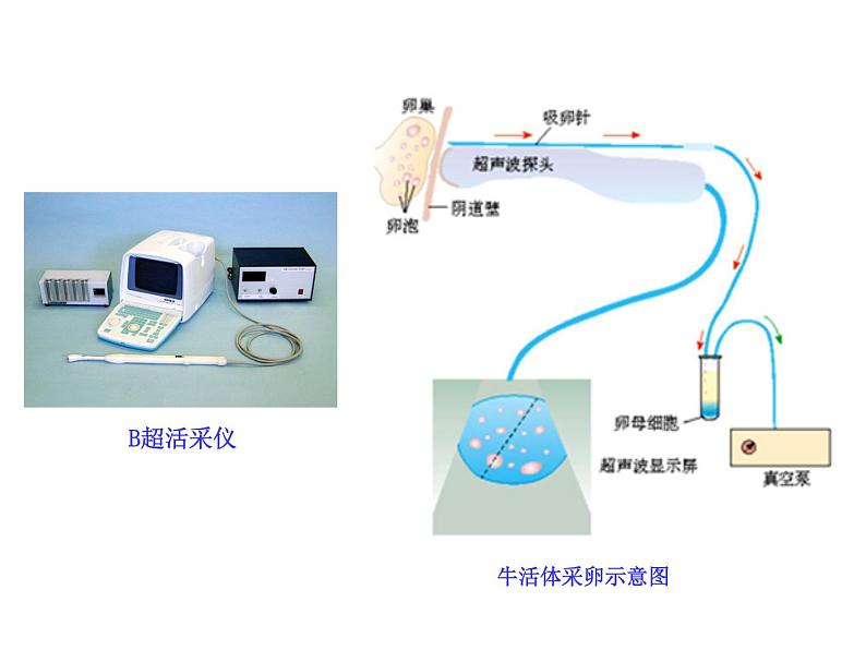 人教版高中生物选修三专题三胚胎工程  3-2 体外受精和早期胚胎培养（共18张ppt）07