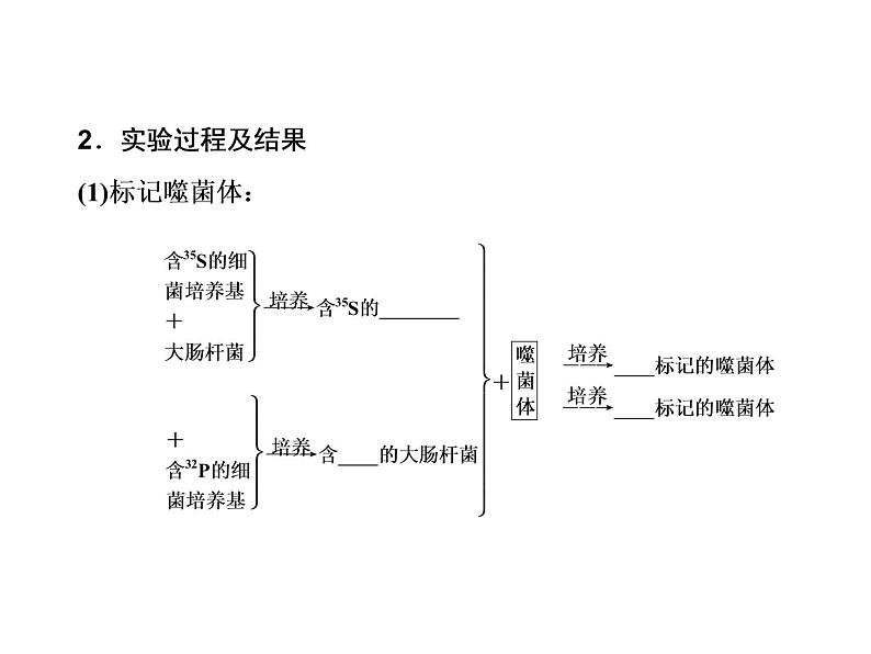 生物人教版大一轮复习课件：第17讲dna是主要的遗传物质第8页