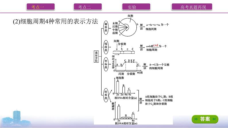 高考一轮复习第11讲　细胞的增殖课件PPT第4页