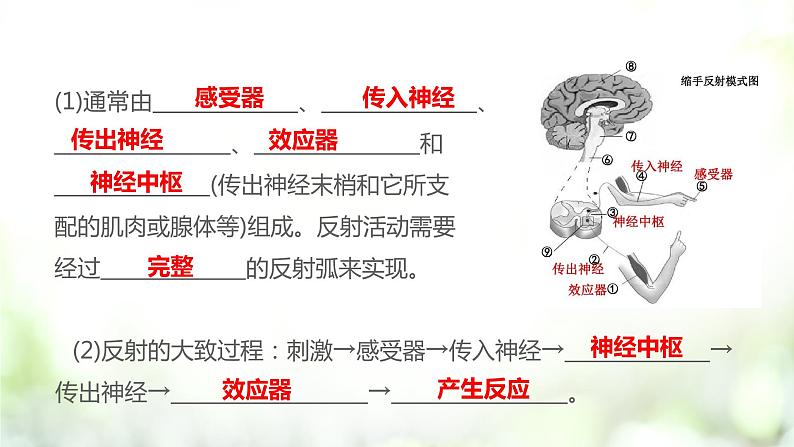 人教版2019选择性必修3      2.2 神经调节的基本方式课件PPT07