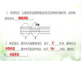 人教版2019选择性必修3      2.3 神经冲动的产生和传导课件PPT