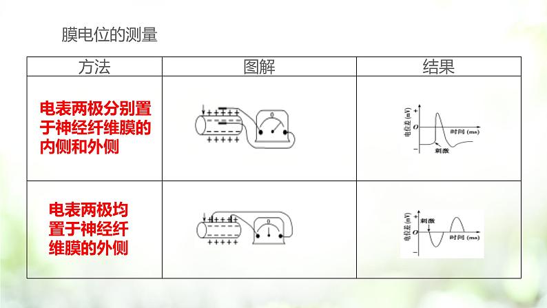 人教版2019选择性必修3      2.3 神经冲动的产生和传导课件PPT第8页