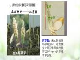 人教版2019选择性必修一5.1 植物生长素课件PPT