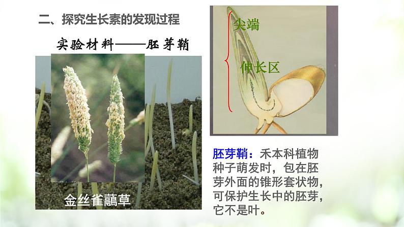 人教版2019选择性必修一5.1 植物生长素课件PPT05