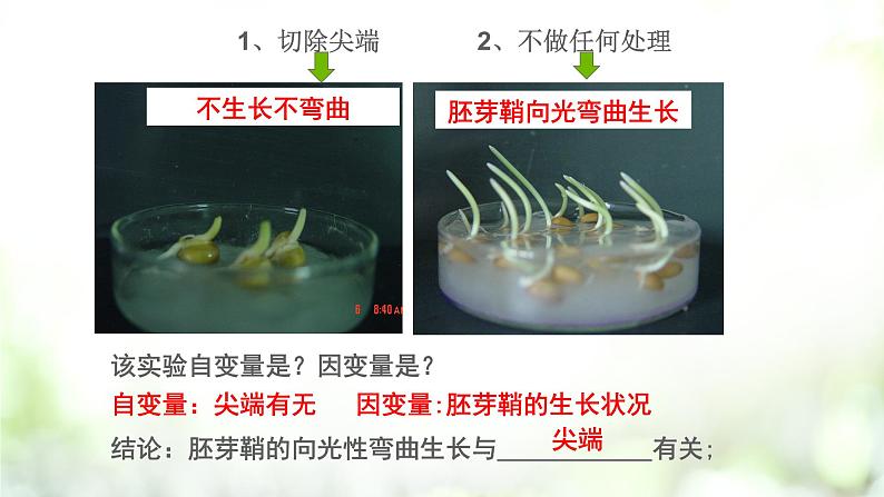 人教版2019选择性必修一5.1 植物生长素课件PPT07