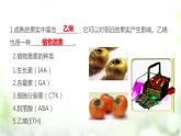 人教版2019选择性必修一5.2 其他植物激素课件PPT