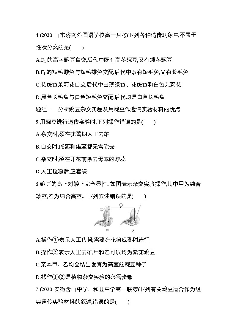 人教版2019选择性必修2第一章第1节第1课时　一对相对性状的杂交实验和对分离现象的解释练习题第2页