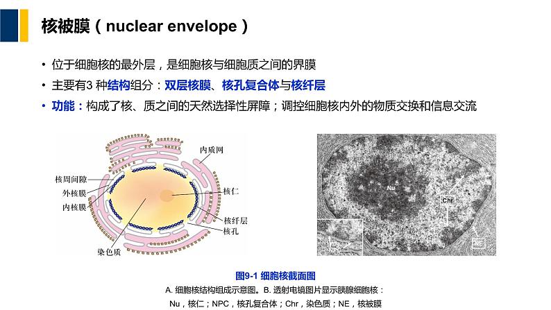 第09章 细胞核与染色质课件PPT04