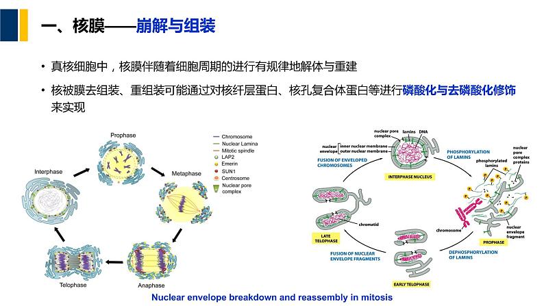 第09章 细胞核与染色质课件PPT07