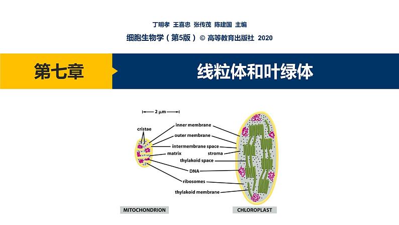 第07章 线粒体和叶绿体课件PPT01