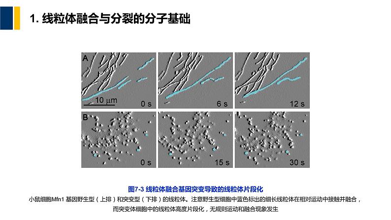 第07章 线粒体和叶绿体课件PPT08