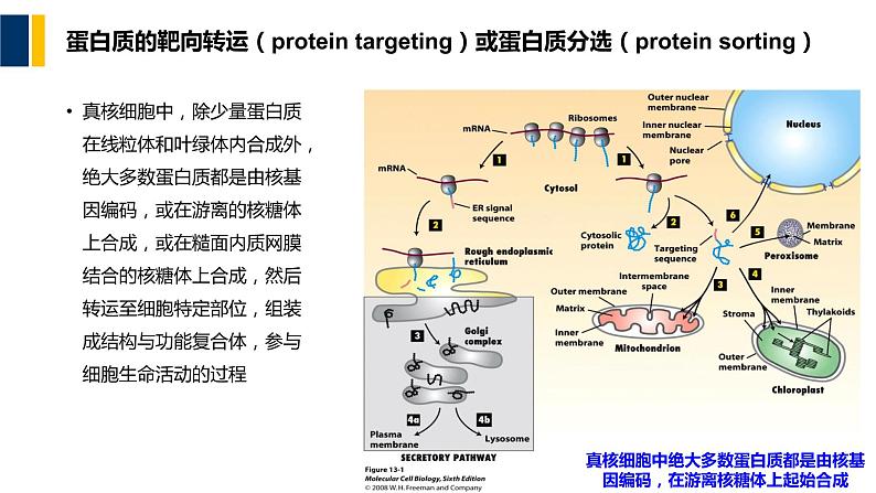 第06章 蛋白质分选与膜泡运输课件PPT04