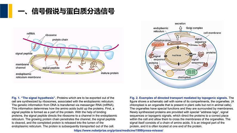 第06章 蛋白质分选与膜泡运输课件PPT05