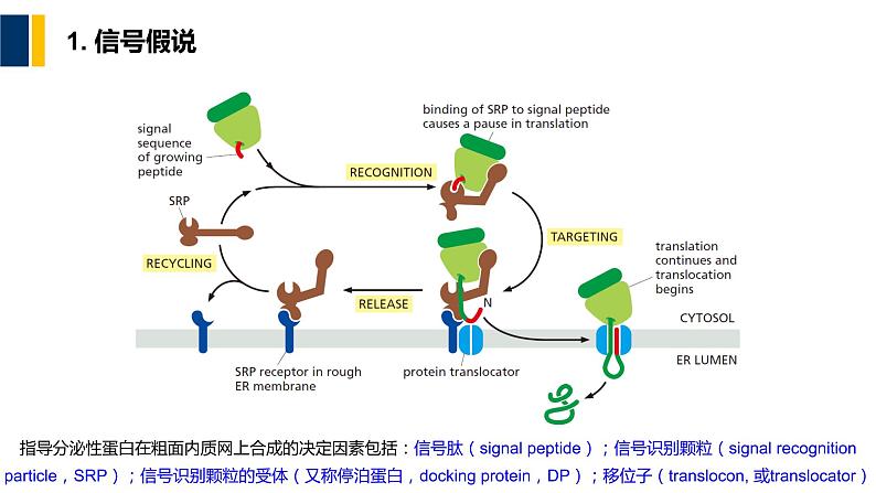 第06章 蛋白质分选与膜泡运输课件PPT07