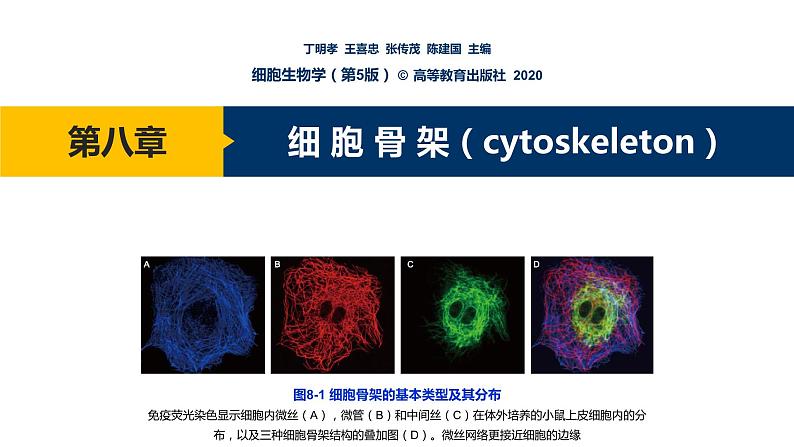 第08章 细胞骨架课件PPT01