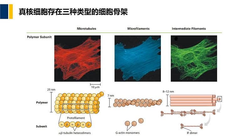 第08章 细胞骨架课件PPT02