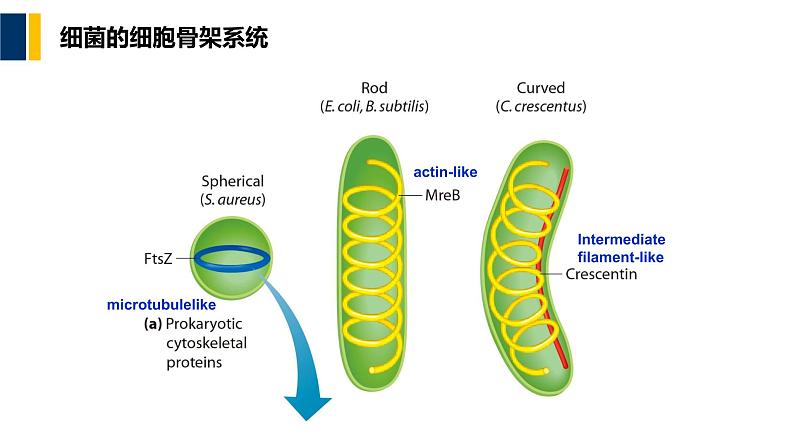 第08章 细胞骨架课件PPT03