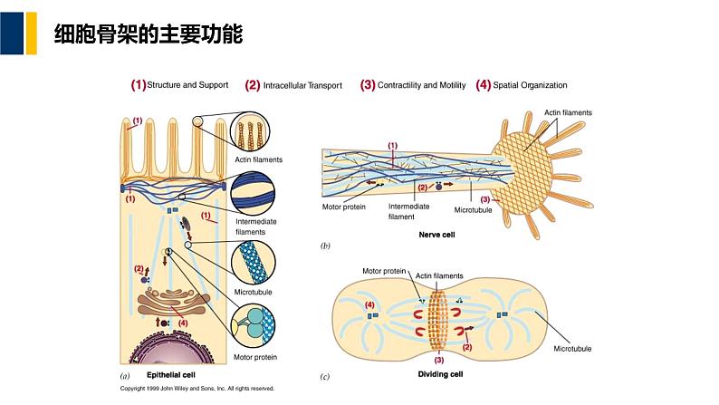 第08章 细胞骨架课件PPT04