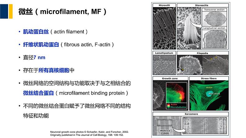 第08章 细胞骨架课件PPT07