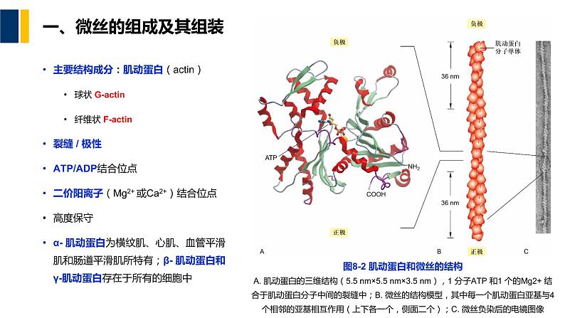 第08章 细胞骨架课件PPT08