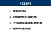 第11章 细胞信号转导课件PPT