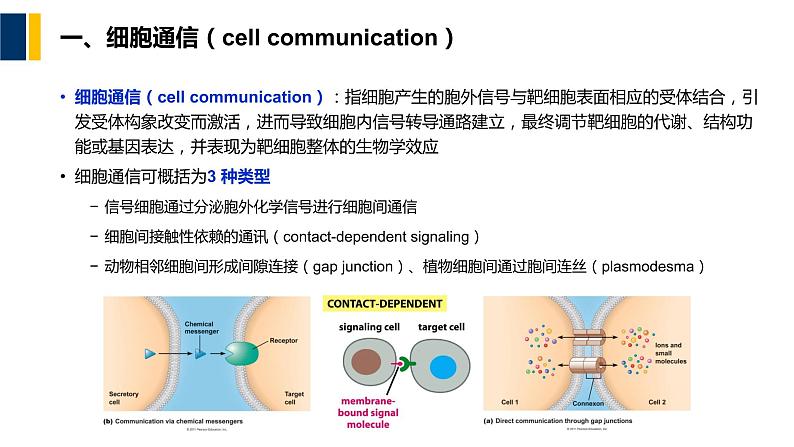 第11章 细胞信号转导课件PPT04