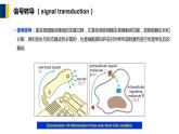 第11章 细胞信号转导课件PPT