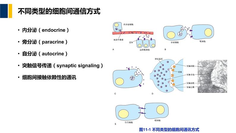 第11章 细胞信号转导课件PPT06