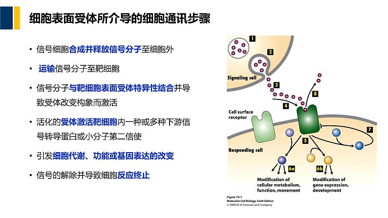 第11章 细胞信号转导课件PPT07