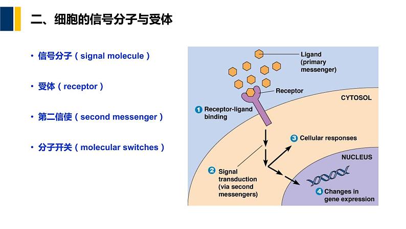 第11章 细胞信号转导课件PPT08