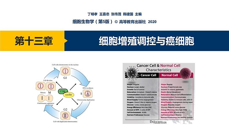 第13章 细胞增殖调控与癌细胞课件PPT01