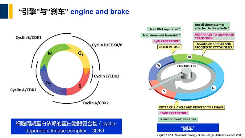 第13章 细胞增殖调控与癌细胞课件PPT04