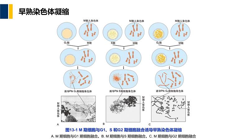 第13章 细胞增殖调控与癌细胞课件PPT08