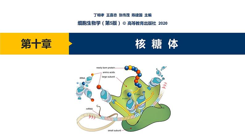 第10章 核糖体课件PPT01