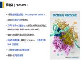 第10章 核糖体课件PPT