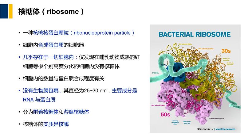 第10章 核糖体课件PPT02