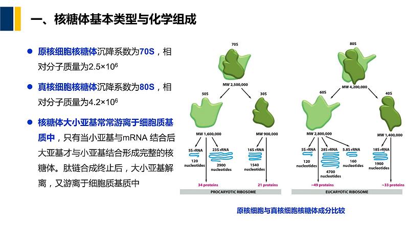 第10章 核糖体课件PPT05