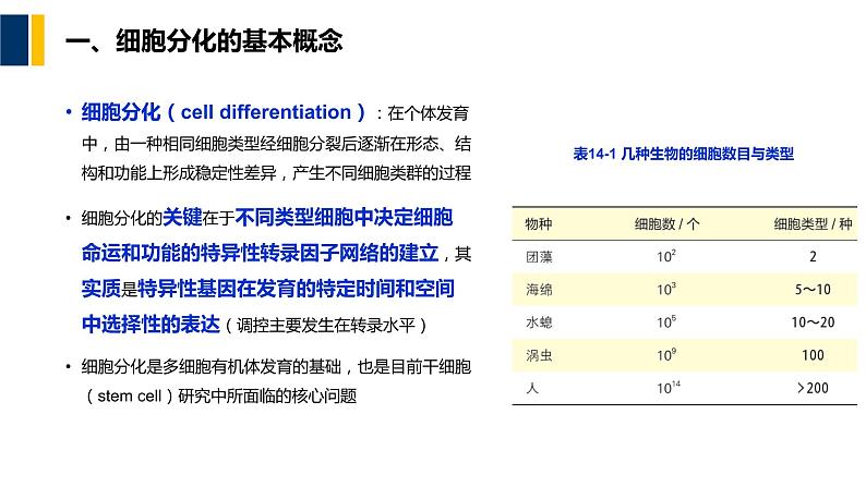 第14章 细胞分化与干细胞课件PPT04